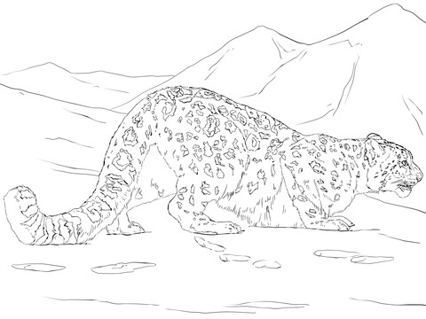 Snow Leopard Hunting Coloring Page